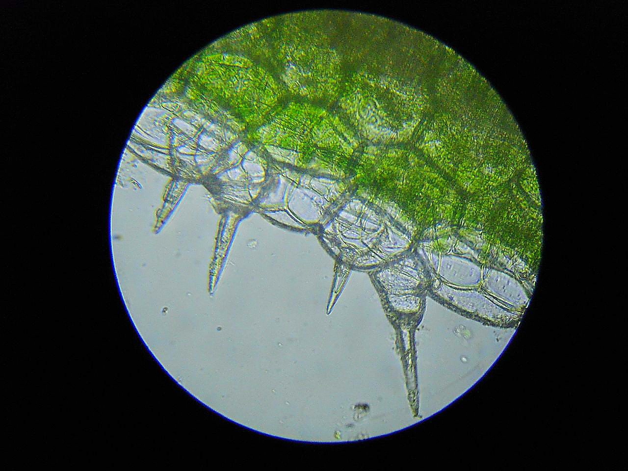 строение раст клетки под микроскопом фото 69