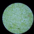 Зелёные  водоросли  в  стоячих  пресных водах.  Микроскоп ШМ-1, фотоаппарат  Sony DSC-W55, увеличение 300 крат.