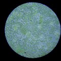 Зелёные  водоросли  в  стоячей  воде.  Микроскоп ШМ-1, фотоаппарат  Sony DSC-W55, увеличение 300 крат.