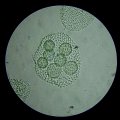 Вольвокс.  Род  подвижных  колониальных  зелёных  водорослей  в  стоячих  пресных водах.  Микроскоп ШМ-1, фотоаппарат  Sony DSC-W55, увеличение 300 крат.